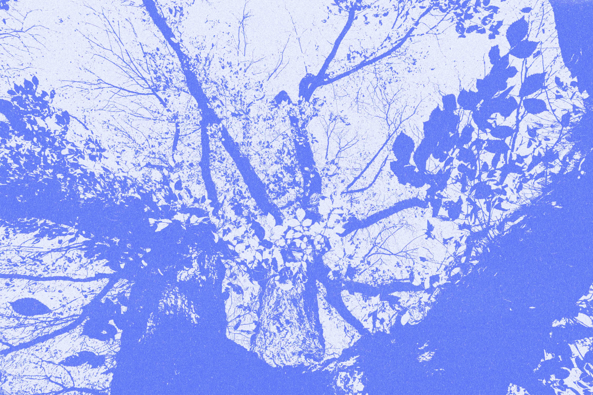 low angle grainy blue and white view of the sprawling branches of an elm tree at Brown university against a pale sky