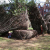 Patrick Dougherty, Square Roots, 2007