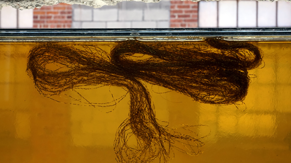 What looks like a lock of hair or a band of twine suspended in a gold, honey-like substance.
